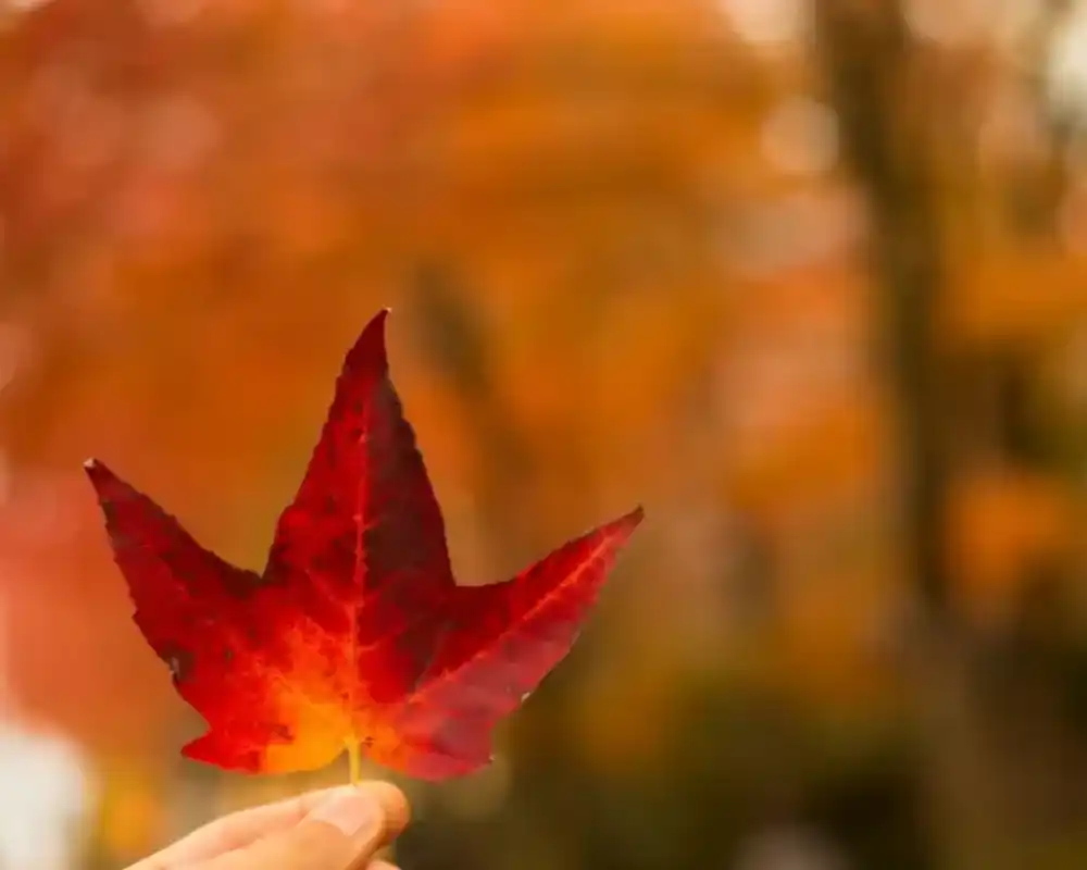 autumn leaf image autumn leaf image